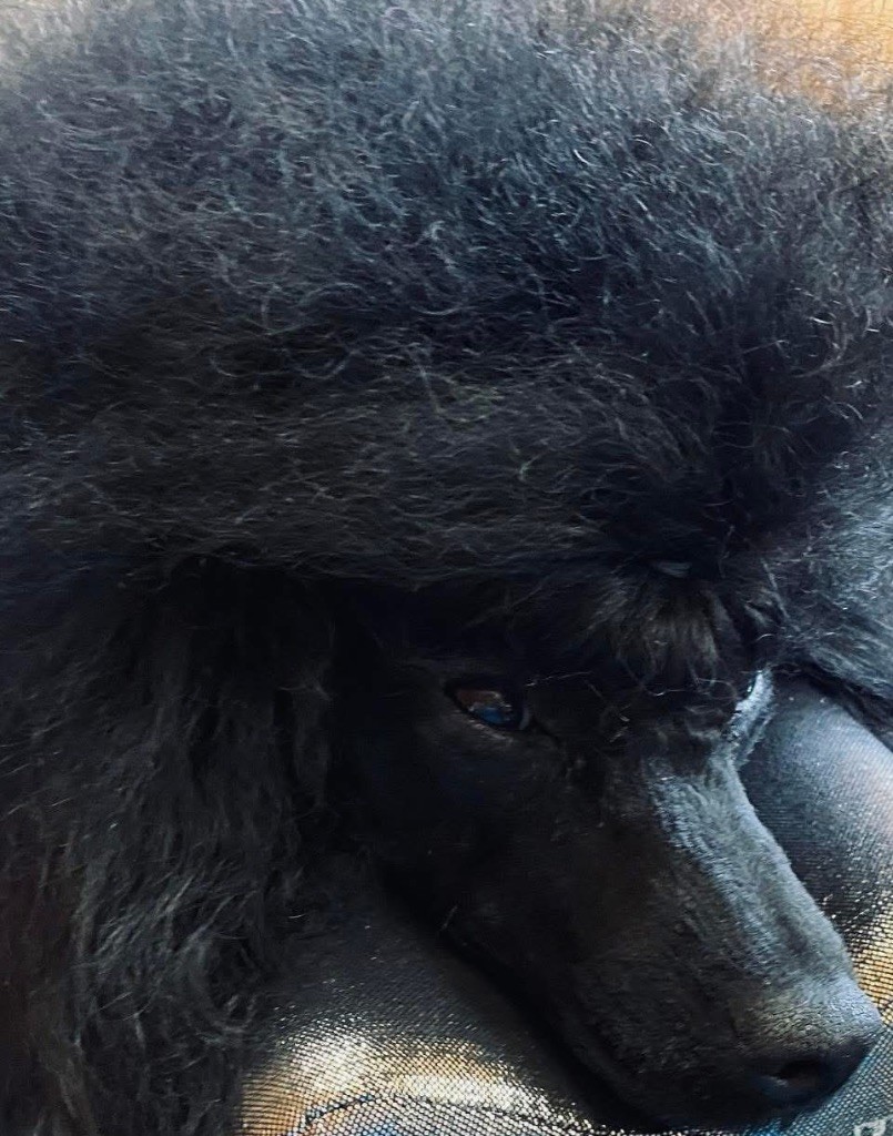 Publication : Royaume Des Tresors Auteur : Eugenia