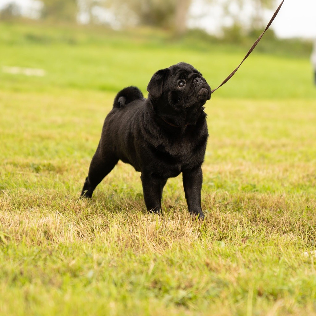 Publication : Des Bouilles De Clown Auteur : James