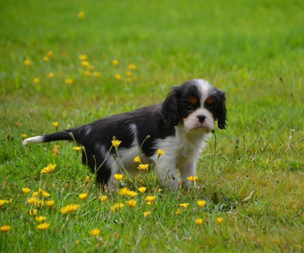 Publication : Des Cavaliers Du Prieuré Auteur : Anne-Sophie Friboulet