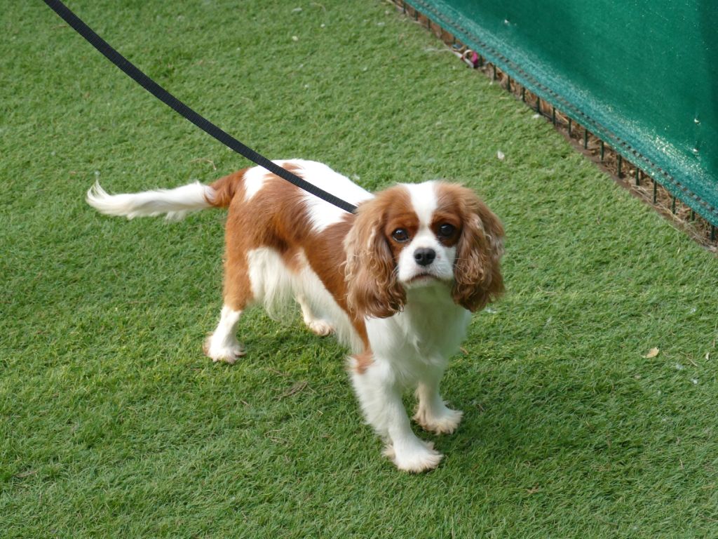 Publication : Du Temps Des Amazones Auteur : CLOE RIBOT