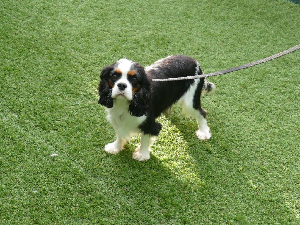 Publication : Du Temps Des Amazones Auteur : CLOE RIBOT