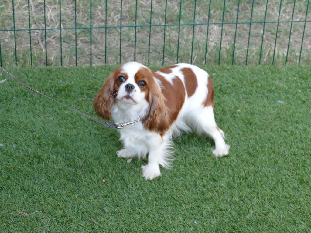 Publication : Du Temps Des Amazones Auteur : CLOE RIBOT