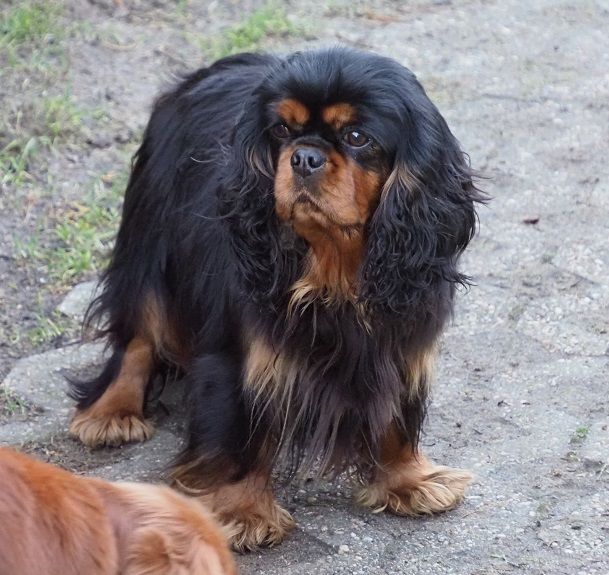 Publication : des brandes de beaulieu Auteur : PASCALE PARDO