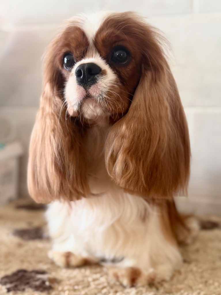 Publication : Shine Ever 