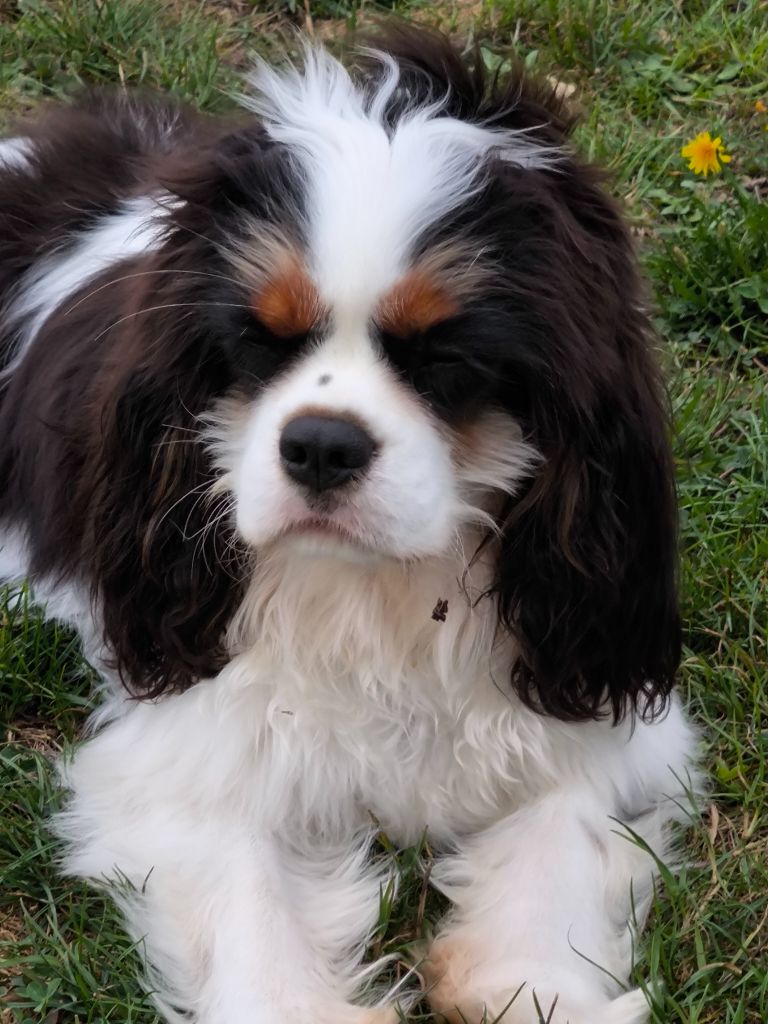 Publication : De La Vallée Du Montois 