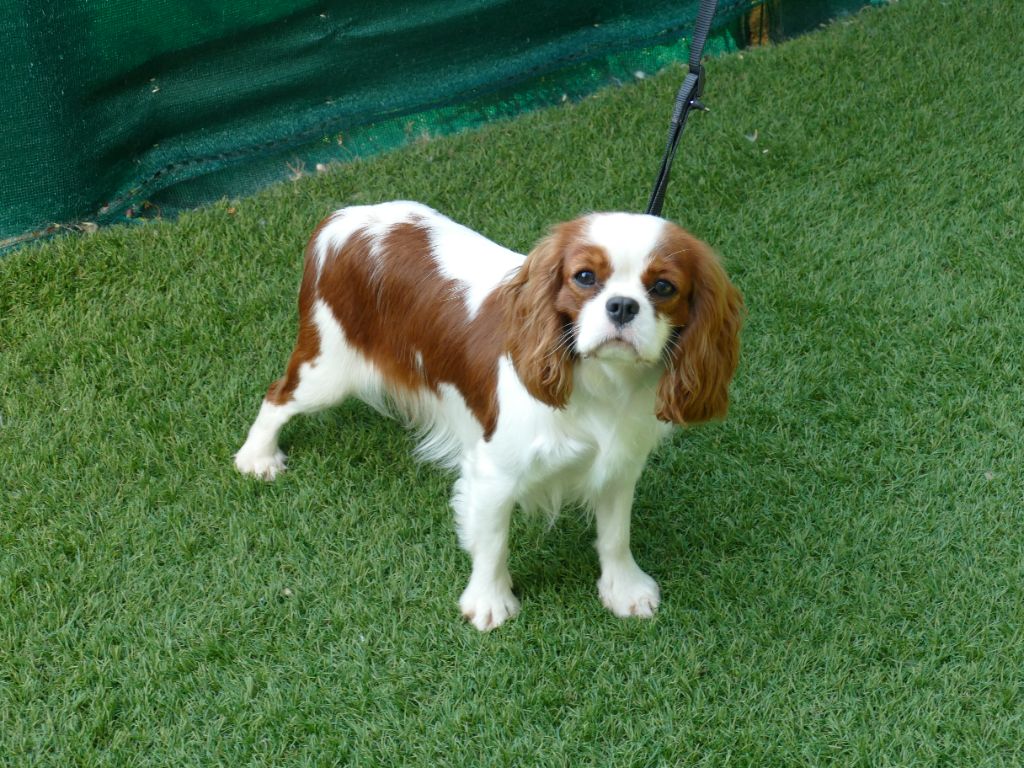 Publication : Du Temps Des Amazones Auteur : CLOE RIBOT