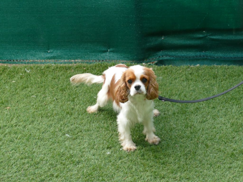 Publication : Du Temps Des Amazones Auteur : CLOE RIBOT