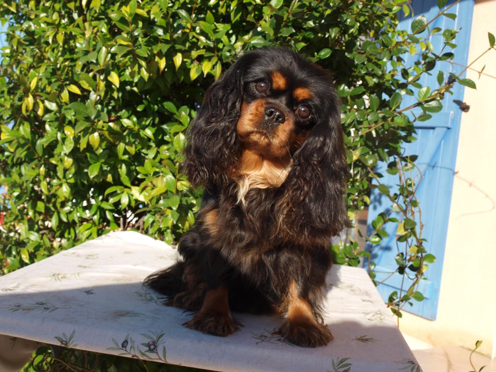 Publication : des brandes de beaulieu Auteur : PASCALE PARDO