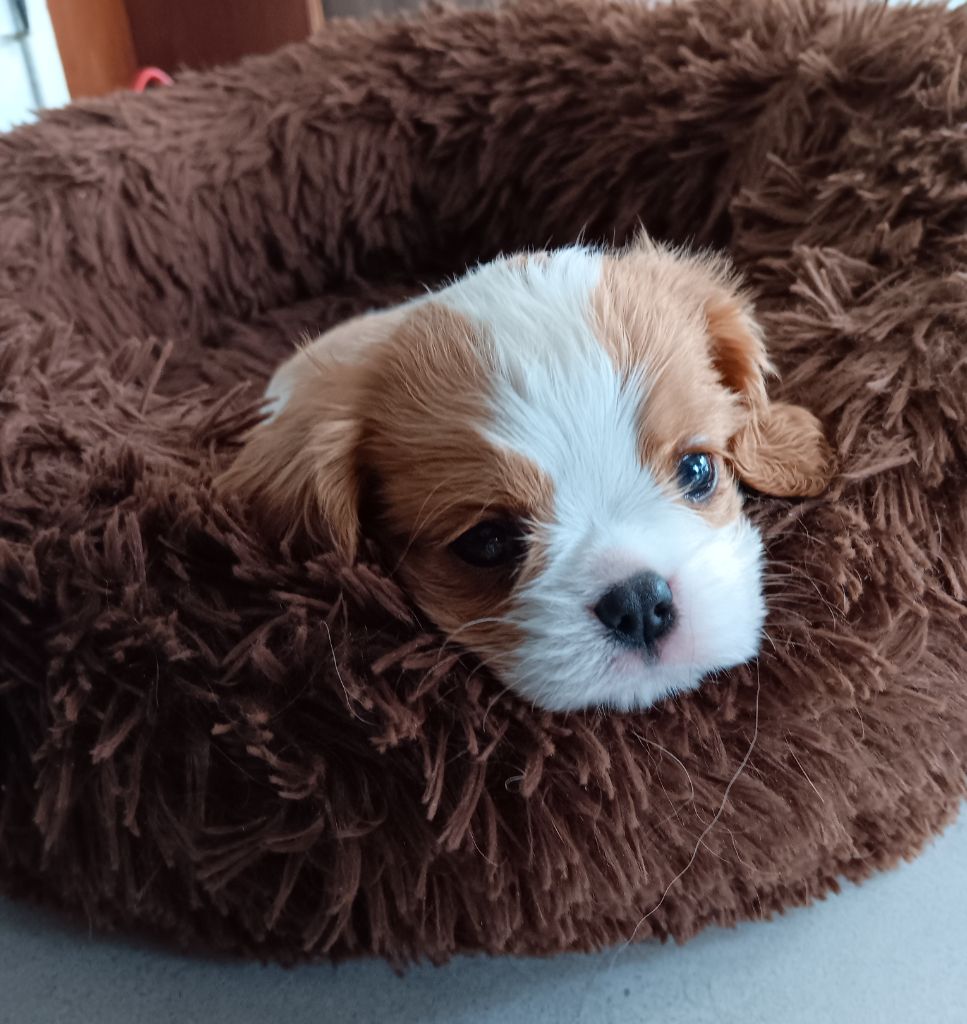 Publication : des anges de la Lyve Auteur : LES ANGES DE LA LYVE