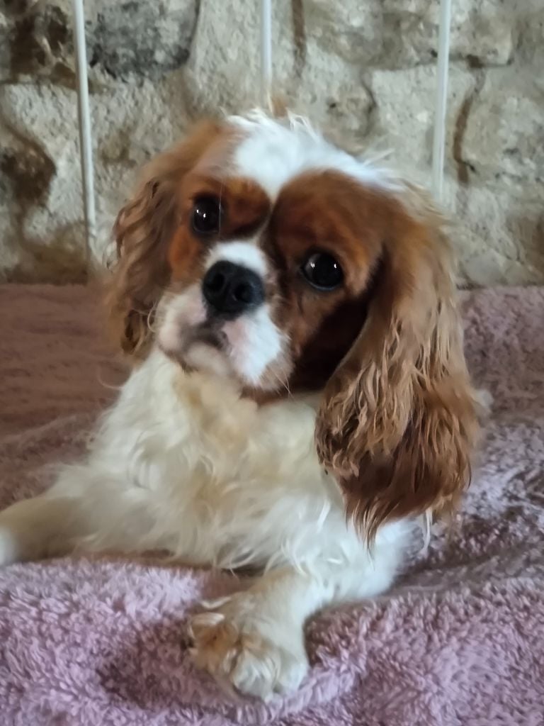 Publication : De La Vallée Du Montois 