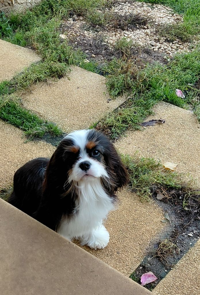 Publication : Style Organdi Auteur : C.PISSAVY