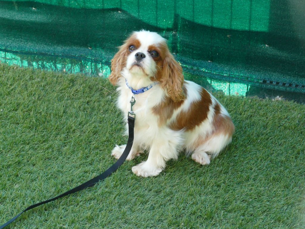 Publication : Du Temps Des Amazones Auteur : CLOE RIBOT