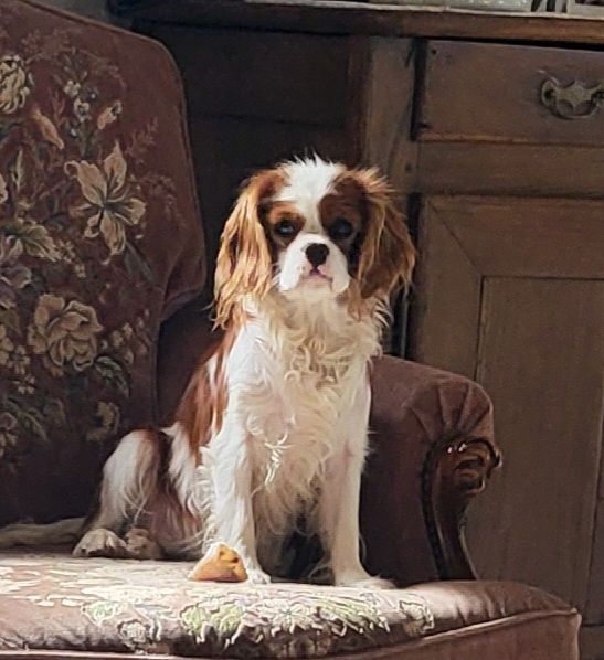 Publication : du domaine de machrisor 