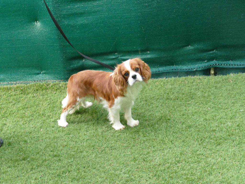 Publication : Du Temps Des Amazones Auteur : CLOE RIBOT