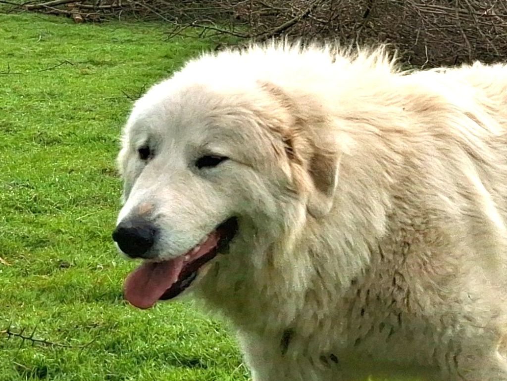 Publication : du val de montserrat Auteur : C.REI