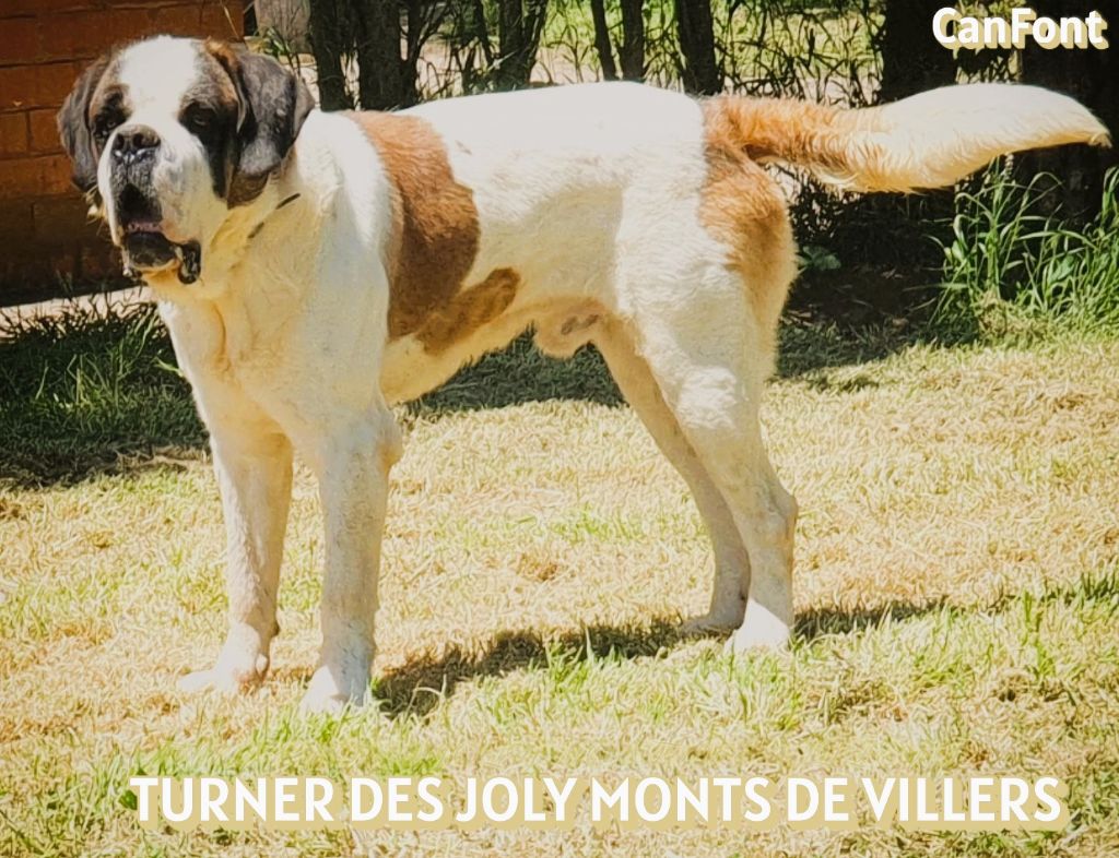 Publication : de Can Font Auteur : can font