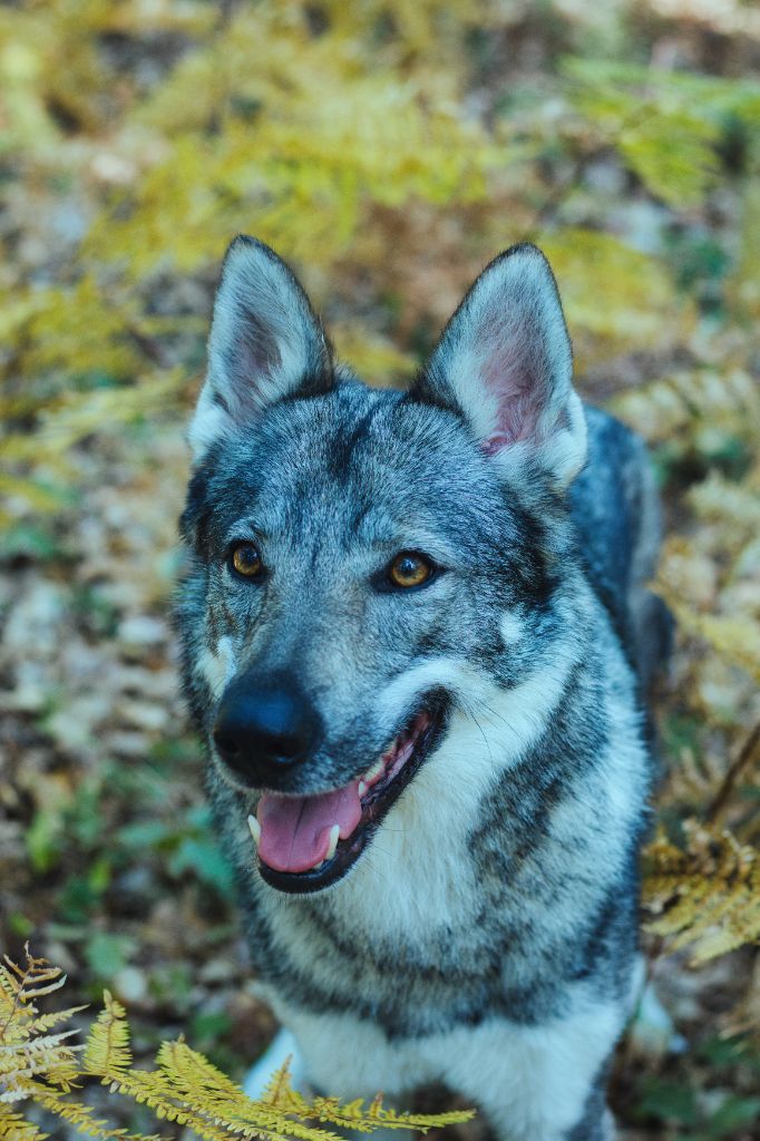 Publication : Lunarys 