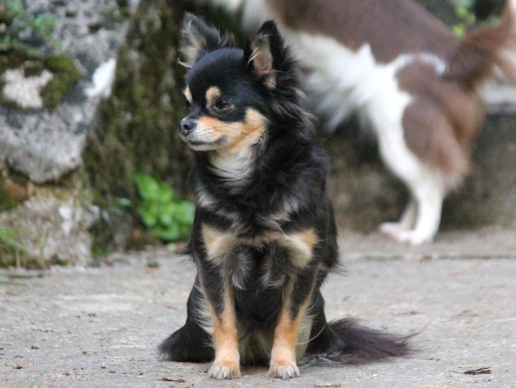 Publication : du domaine d'orca Auteur : BODEAU ALEXANDRA