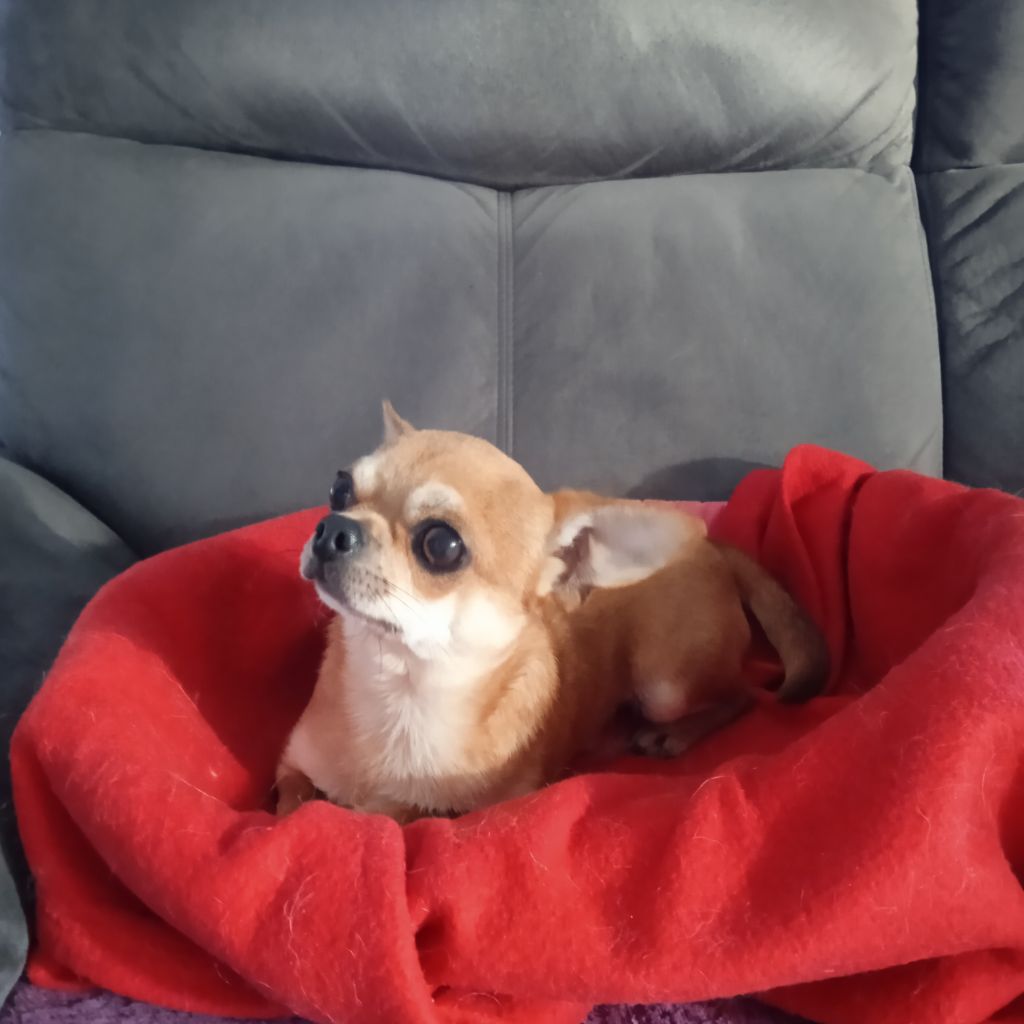 Publication : du royaume de Casabelle Auteur : jeanmarc BOUIN