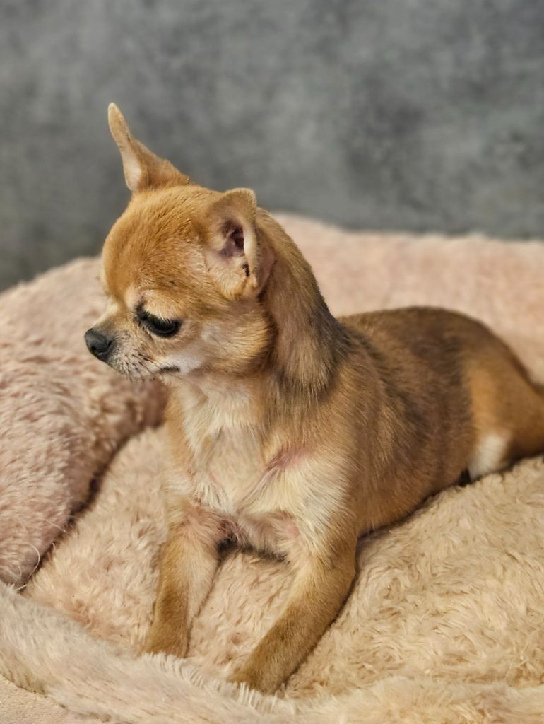 Publication : De La Contrée Des Elfes Auteur : De la contrÃ©e des elfes 