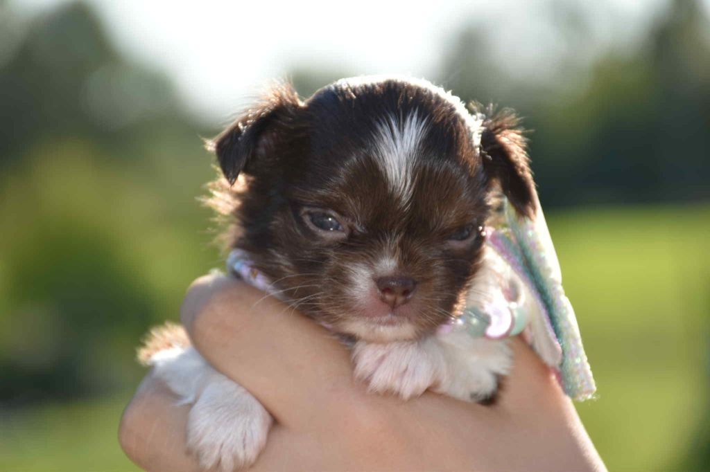 Publication : Blue Dance Auteur : Caroline Fortemps