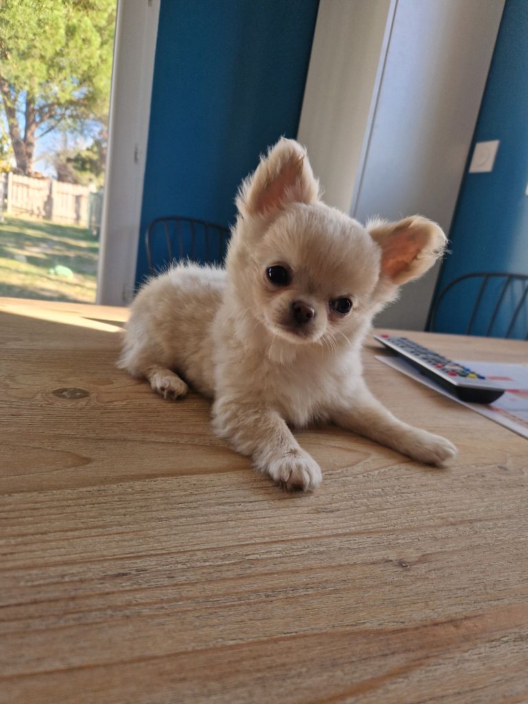 Publication : Des Légendes De Sardelis 