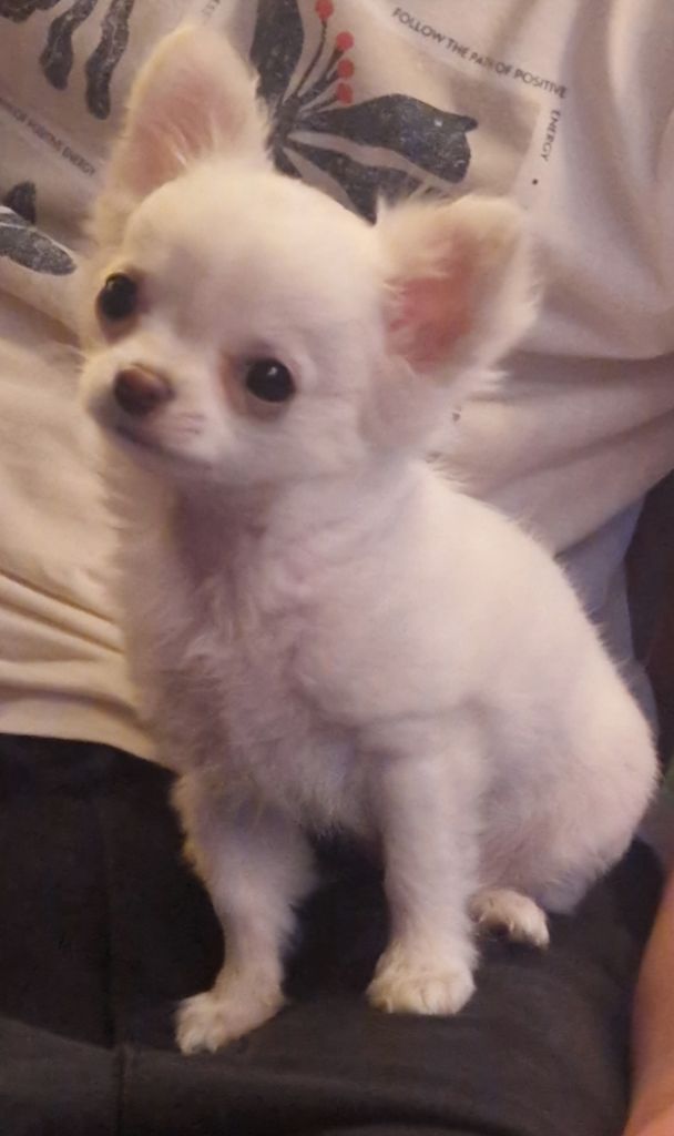 Publication : Des Légendes De Sardelis 