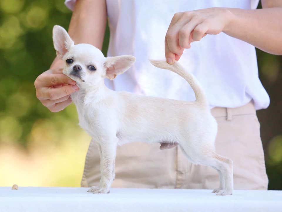 Publication : de L'Arbre des Batailles 