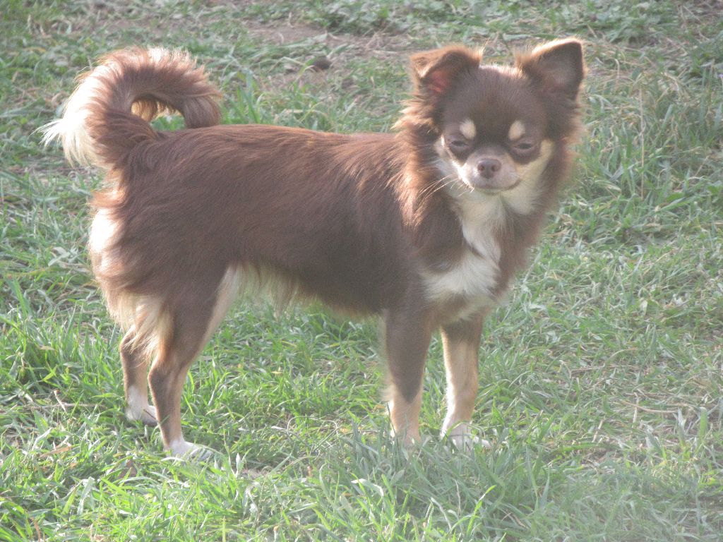 Publication : Des Iris Du Parc Royal Auteur : moi