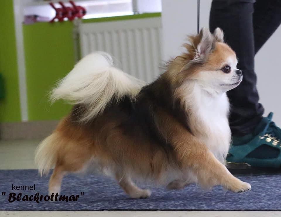 CH. Gilermo del p’yari sarna blackrottmar