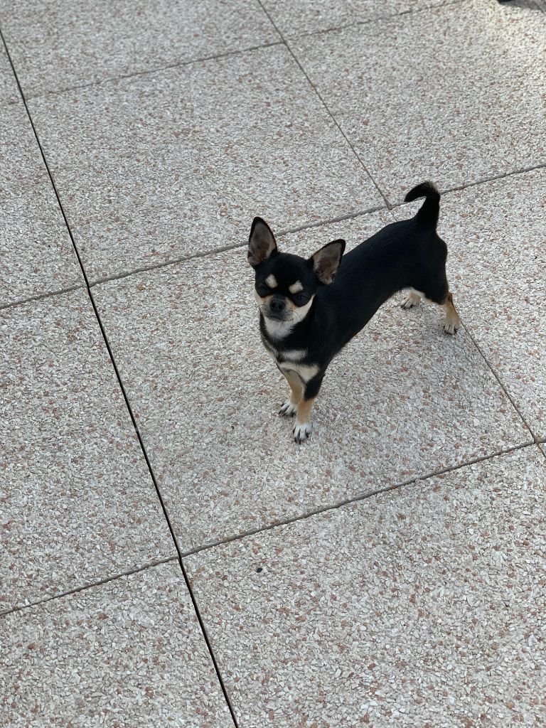 Publication : Du Parc Bordelais Auteur : ALAIN LEYVIGNE