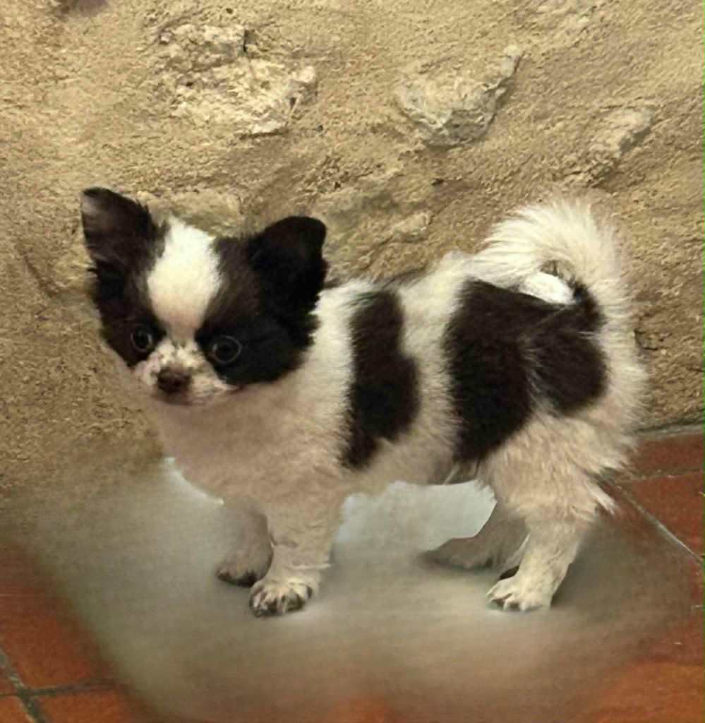 Publication : du Clan d'Adonis 