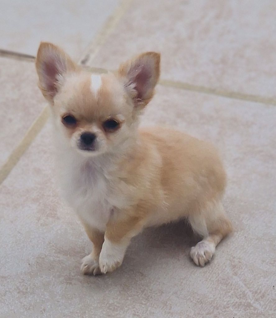 Publication : Des Légendes De Sardelis