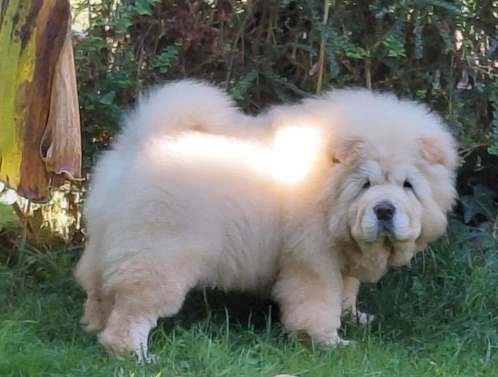 Publication : De L'Esprit De Buchido 