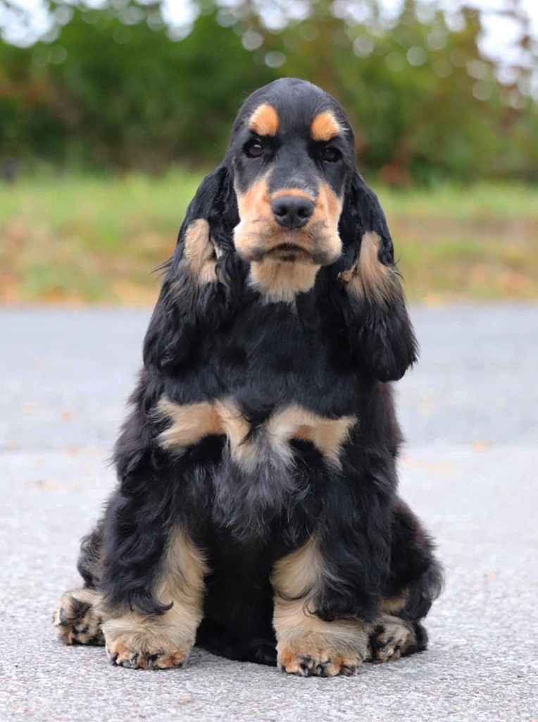 Publication : of Never Say Goodbye Auteur : Lorraine Fortin