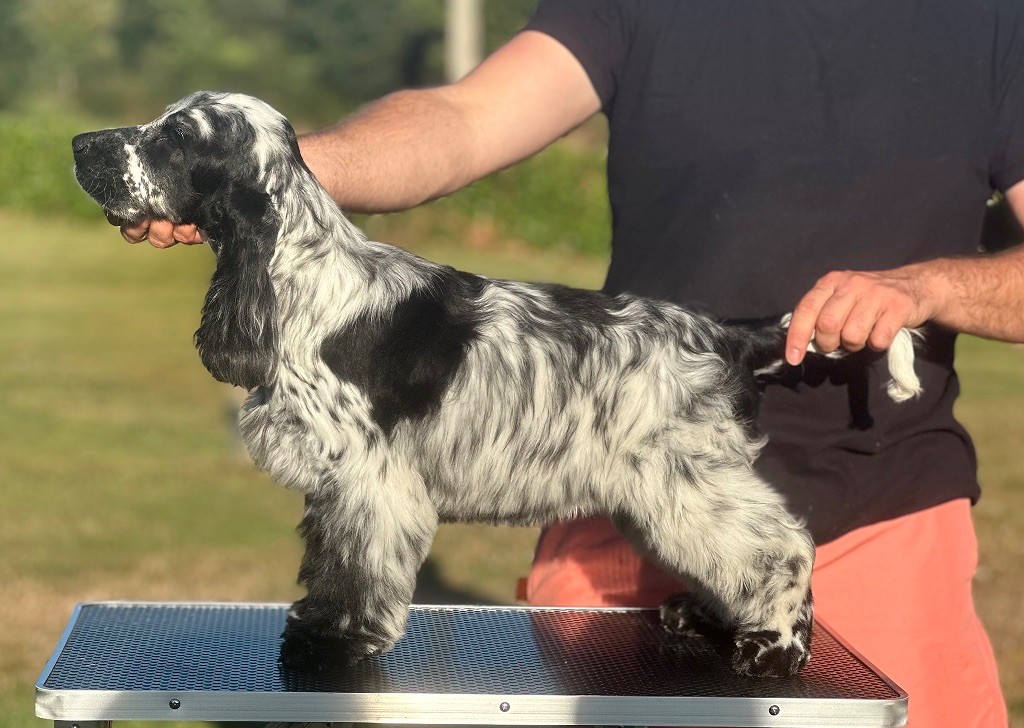 Publication : of Never Say Goodbye Auteur : Lorraine Fortin