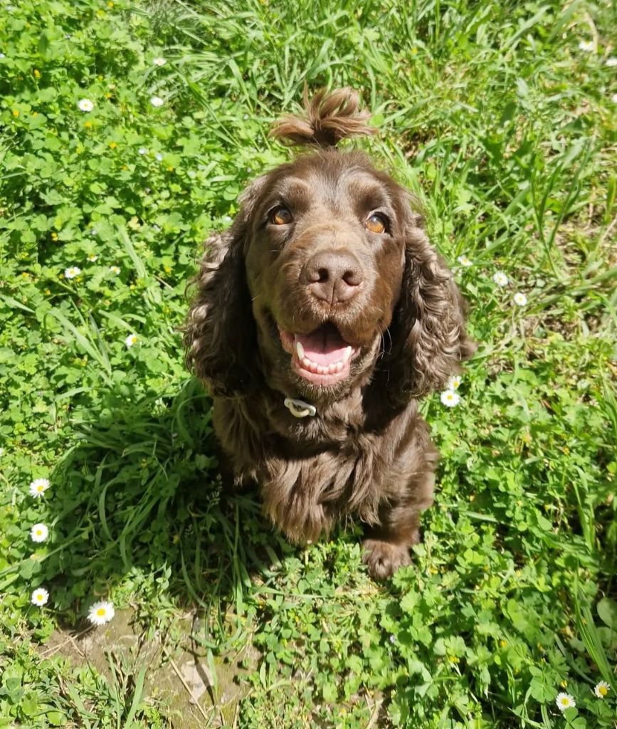 Publication : Du Jardin Des Gones Auteur : Fleur Revuz