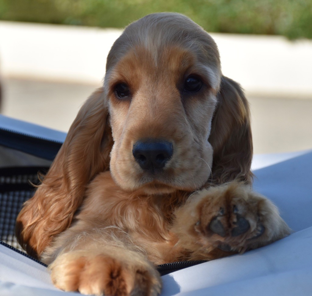 Publication : Du Domaine Des Rêves Bleus