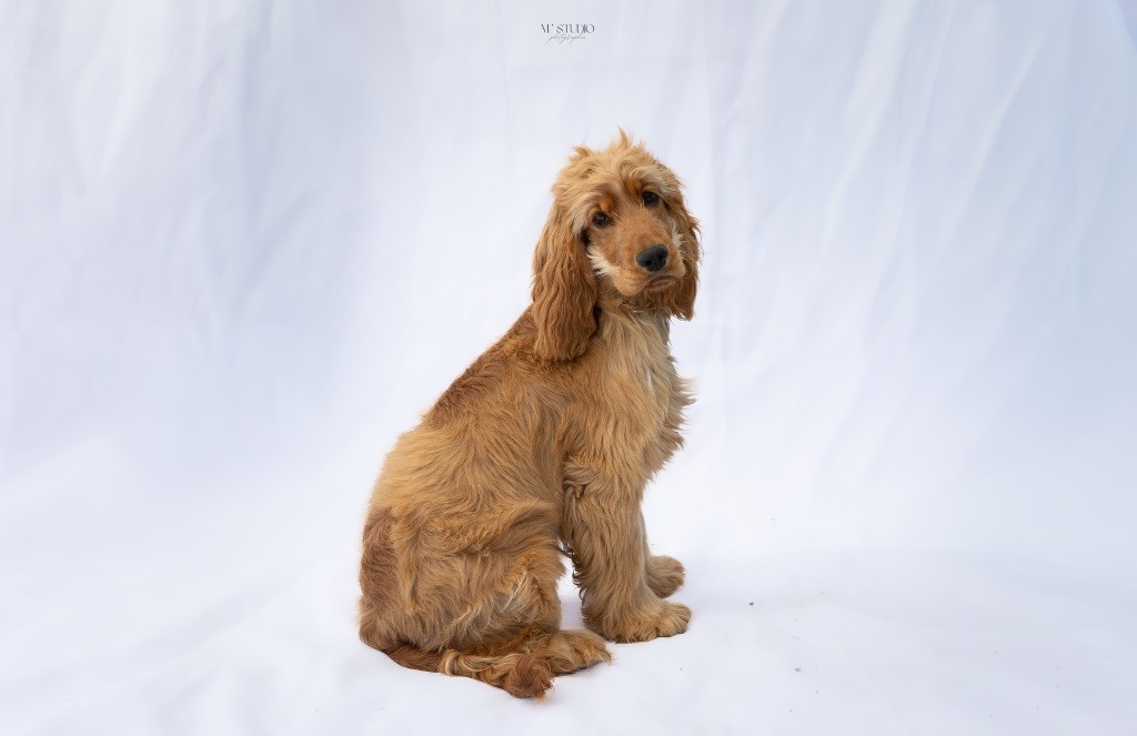 Publication : Des Etoiles De Lana