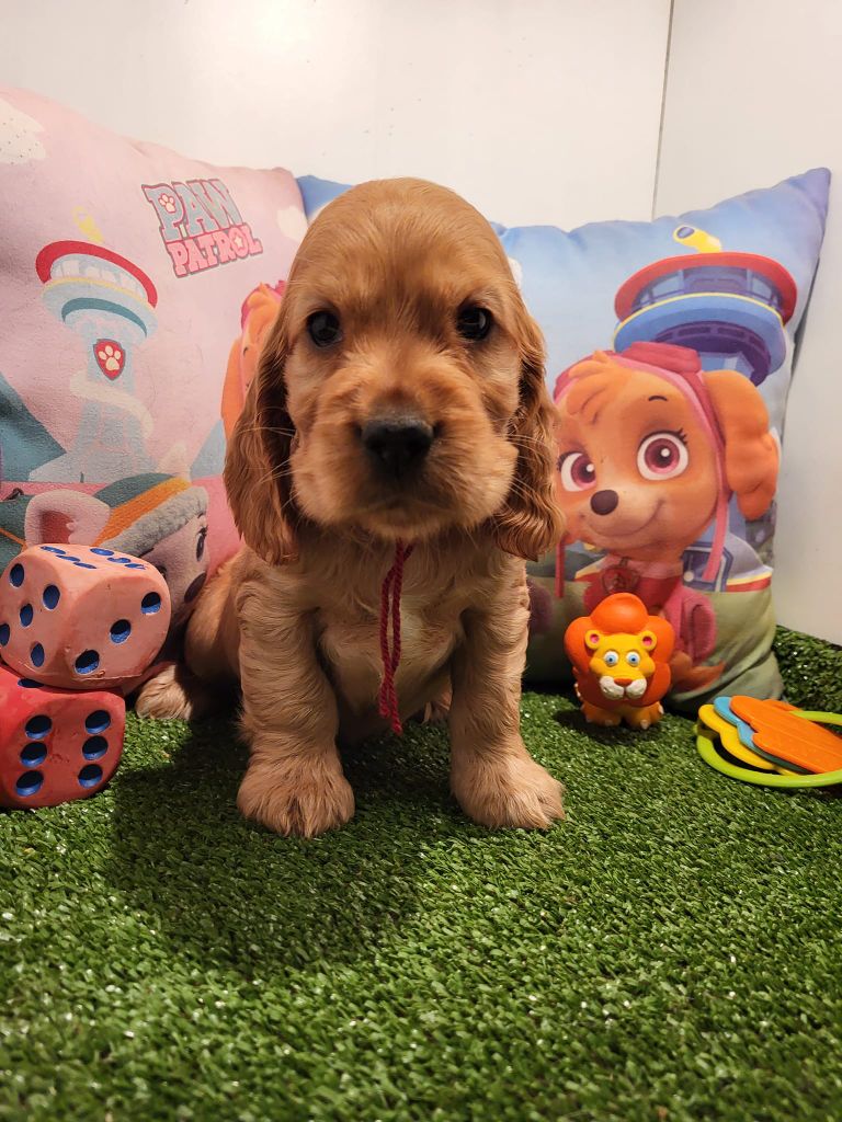 Publication : du domaine de Std Gladyce 