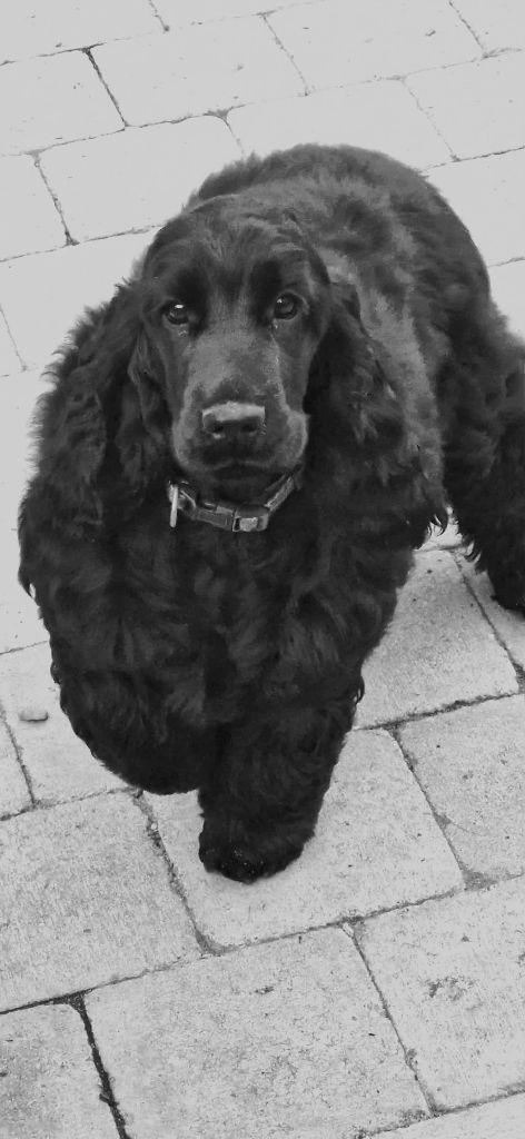 Publication : De kerfeuil 