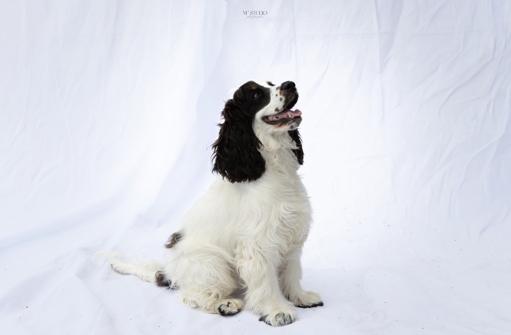 Publication : Des Etoiles De Lana 