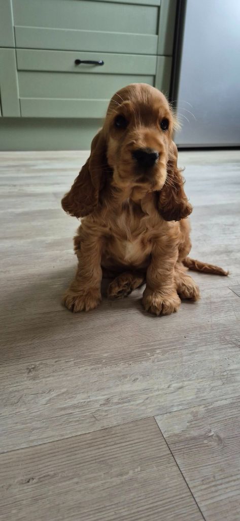 Publication : Les Joyaux Du Phare 