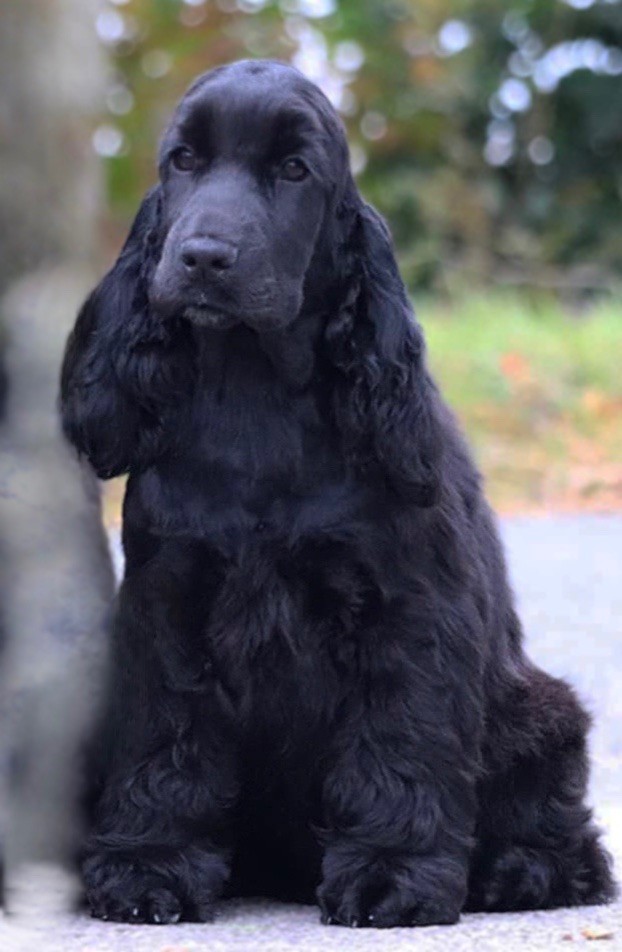 Publication : of Never Say Goodbye Auteur : Lorraine Fortin