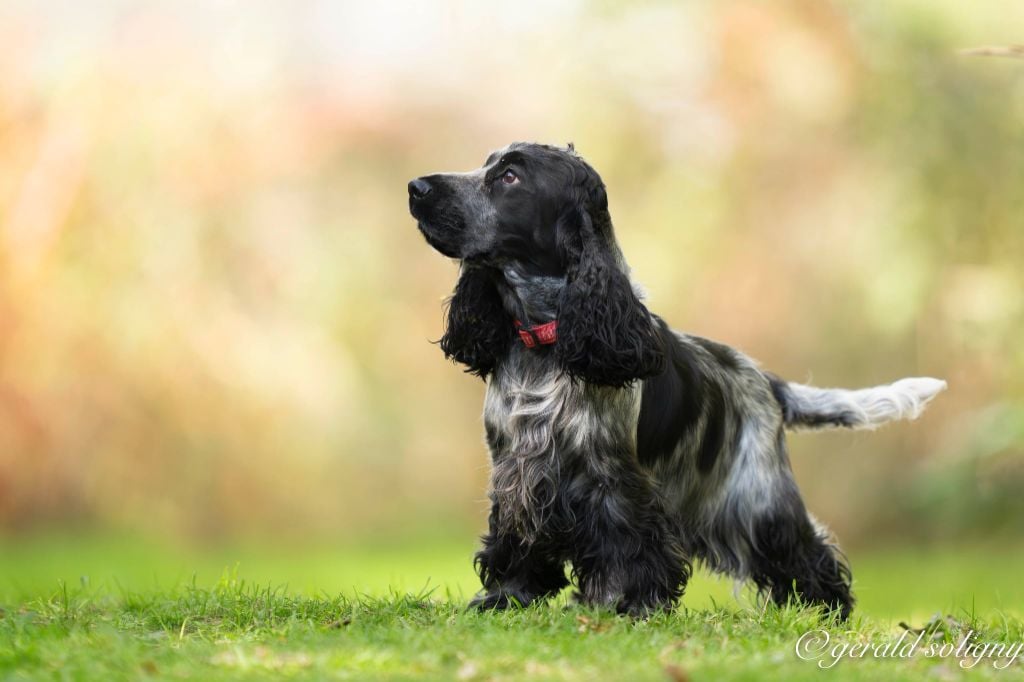 Publication : Des Merveilles D'orion 