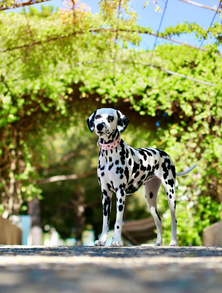 Publication : De L'Horizon Des Rêves Auteur : Silas studio photographe