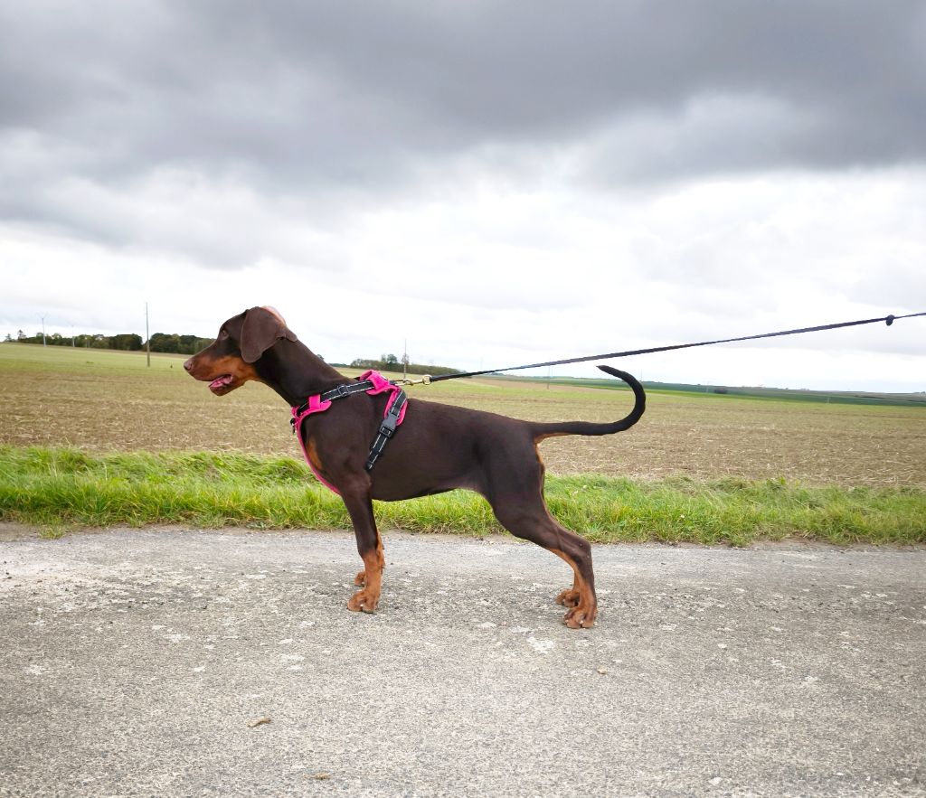 Publication : Von Venzoland 