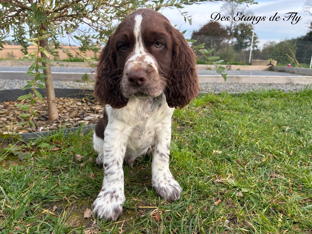 Publication : des étangs de Fly 