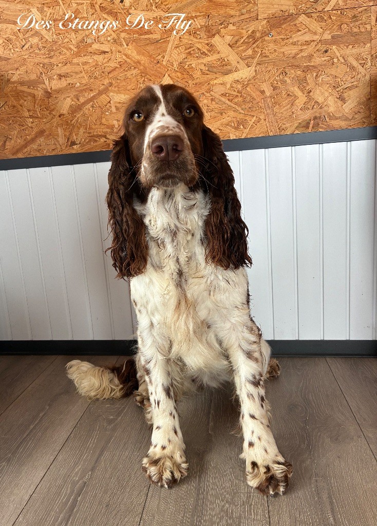 Publication : des étangs de Fly 