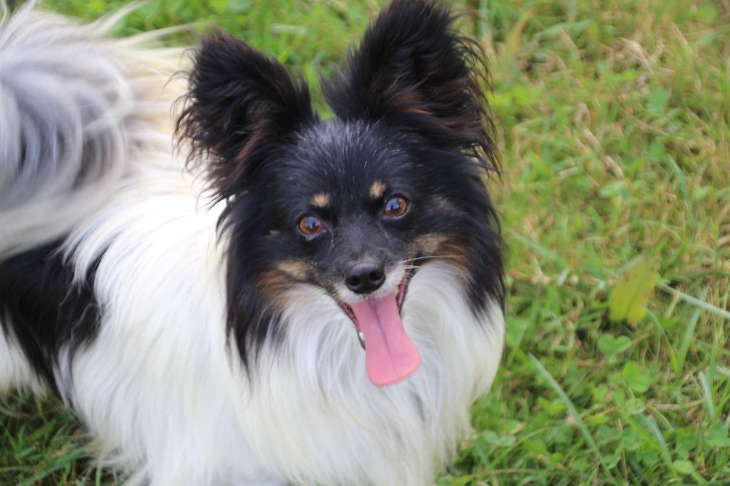 Publication : Du Royaume Des Licornes 